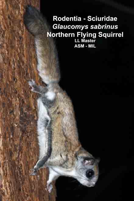 Northern Flying Squirrel | American Society Of Mammalogists