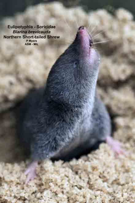 Northern Short-tailed Shrew | American Society Of Mammalogists