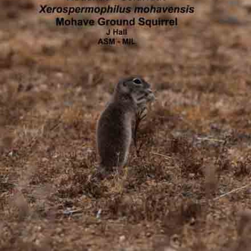 Mohave Ground Squirrel | American Society Of Mammalogists