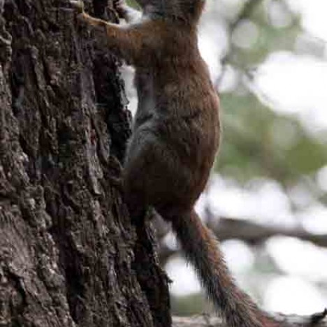 Southwestern Red Squirrel | American Society Of Mammalogists