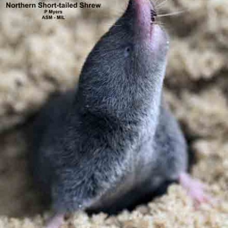 Northern Short-tailed Shrew | American Society Of Mammalogists