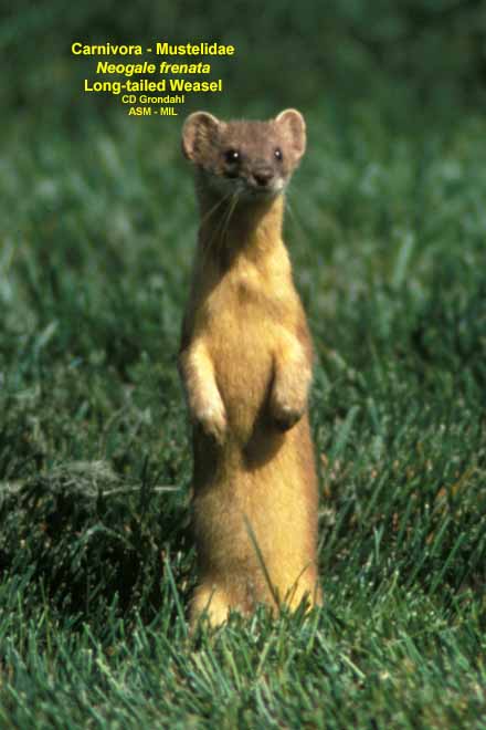 Long Tailed Weasel American Society Of Mammalogists