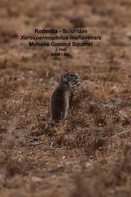 Mohave Ground Squirrel | American Society of Mammalogists