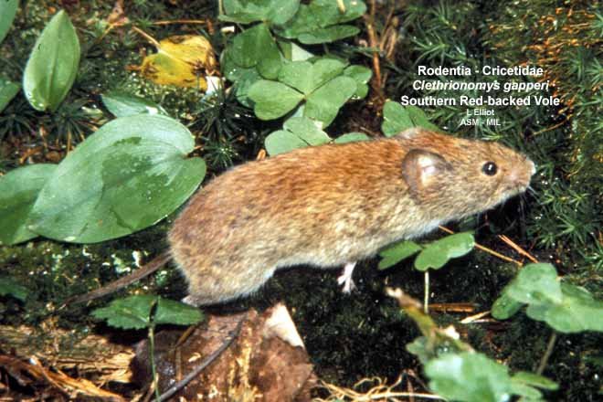 Myodes Rufocanus Southern Red-backed Vole | American Society of Mammalogists