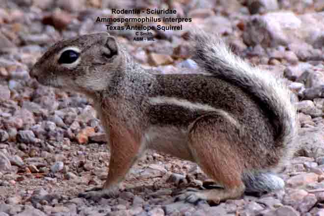 Texas Antelope Squirrel | American Society Of Mammalogists