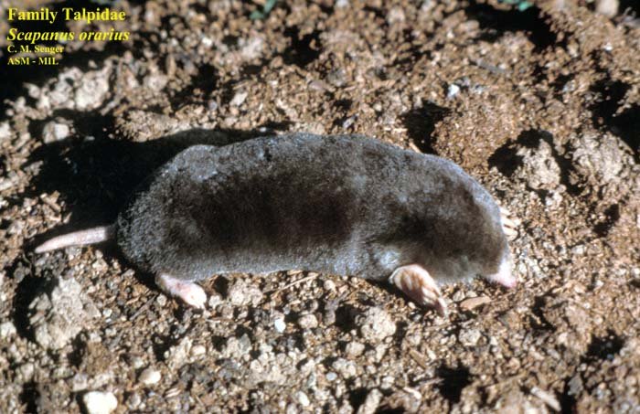 Coast Mole | American Society of Mammalogists