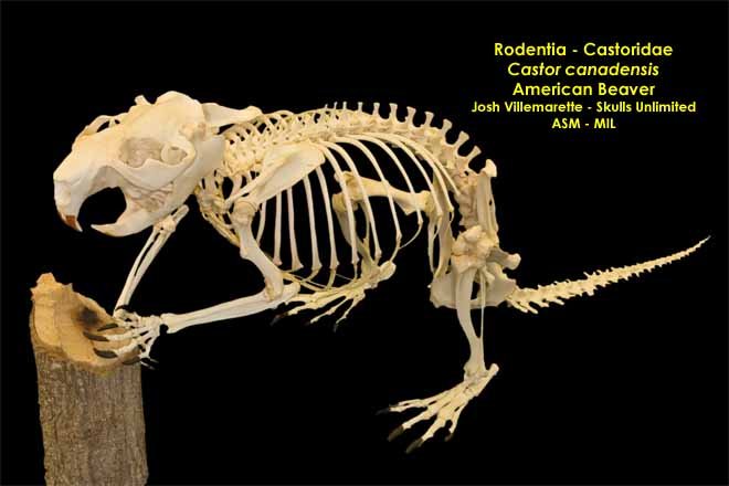 Castor canadensis - #2024 | American Society of Mammalogists