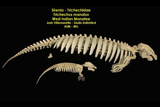 Trichechus Manatus - #2025 | American Society Of Mammalogists