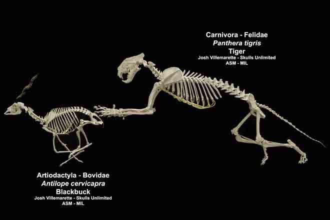 Panthera tigris - #4401 | American Society of Mammalogists