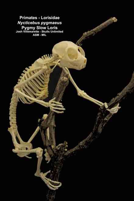 Nycticebus pygmaeus - #4450 | American Society of Mammalogists