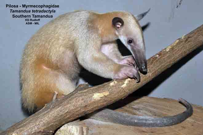 Tamandua! and Other Mammals