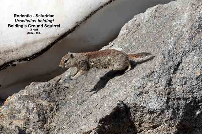 Figure 5 from Belding's, California, and Rock Ground Squirrels