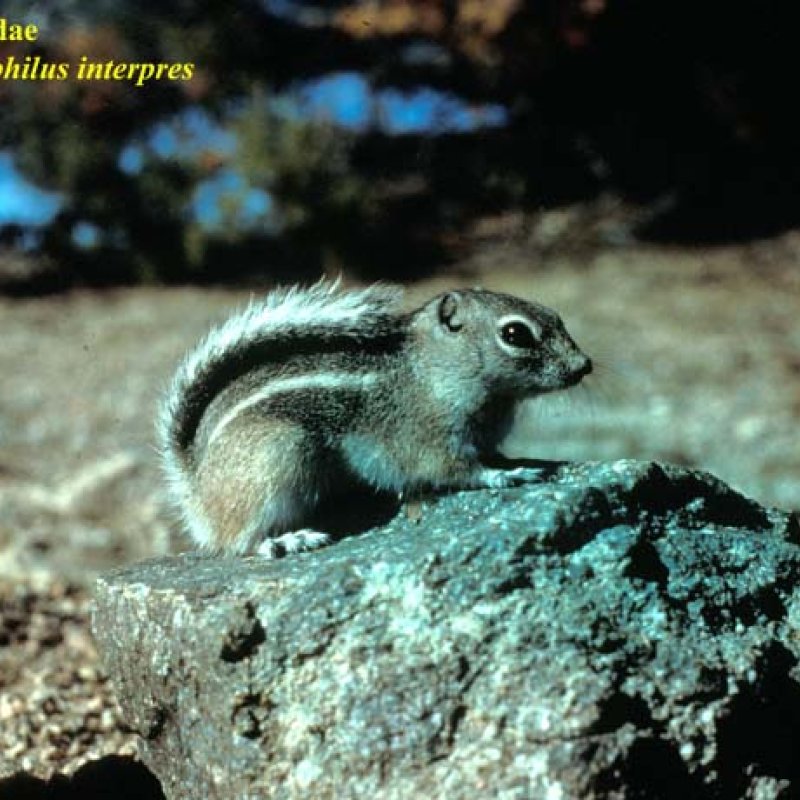 Texas Antelope Squirrel | American Society Of Mammalogists